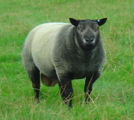 JOJ/07/4701N Jonsland