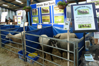 Millside Blue Texels at Northsheep 2011