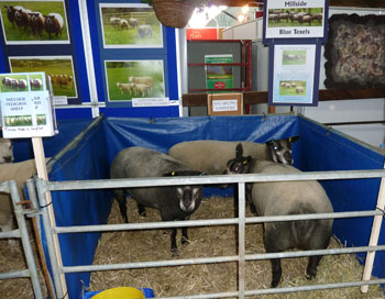 Blue texel at Northsheep
