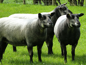 Blue Texels that were at Northsheep